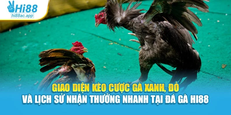 Giao diện kèo cược gà xanh, đỏ và lịch sử nhận thưởng nhanh tại Đá gà Hi88