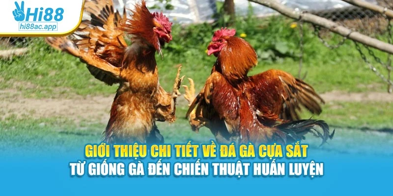 Đá Gà Tre Hi88 – Gà Nhanh Nhạy, Cược Mỗi Pha Gay Cấn 2 Giới thiệu chi tiết về đá gà cựa sắt – từ giống gà đến chiến thuật huấn luyện