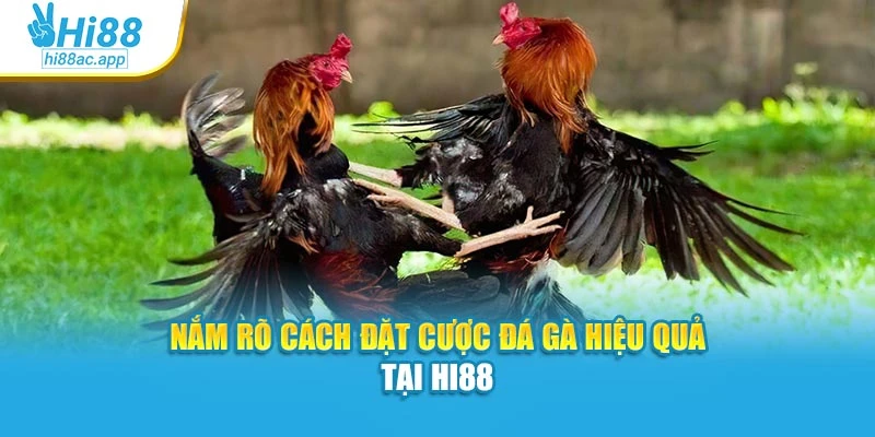Đá Gà Tre Hi88 – Gà Nhanh Nhạy, Cược Mỗi Pha Gay Cấn 4 Nắm rõ cách đặt cược đá gà hiệu quả tại Hi88