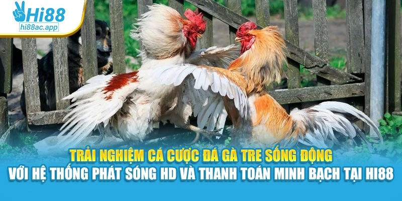 Trải nghiệm cá cược đá gà tre sống động với hệ thống phát sóng HD và thanh toán minh bạch tại Hi88