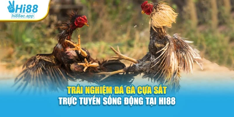 Đá Gà Tre Hi88 – Gà Nhanh Nhạy, Cược Mỗi Pha Gay Cấn 3 Trải nghiệm đá gà cựa sắt trực tuyến sống động tại Hi88